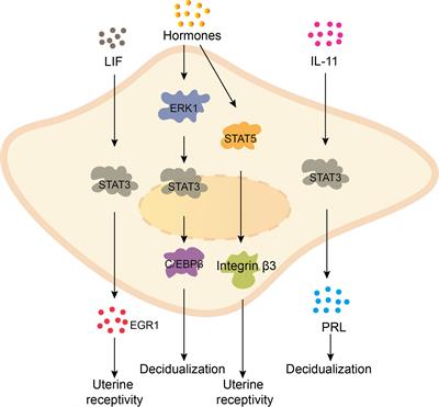 Research progress on the STAT signaling pathway in pregnancy and pregnancy-associated disorders